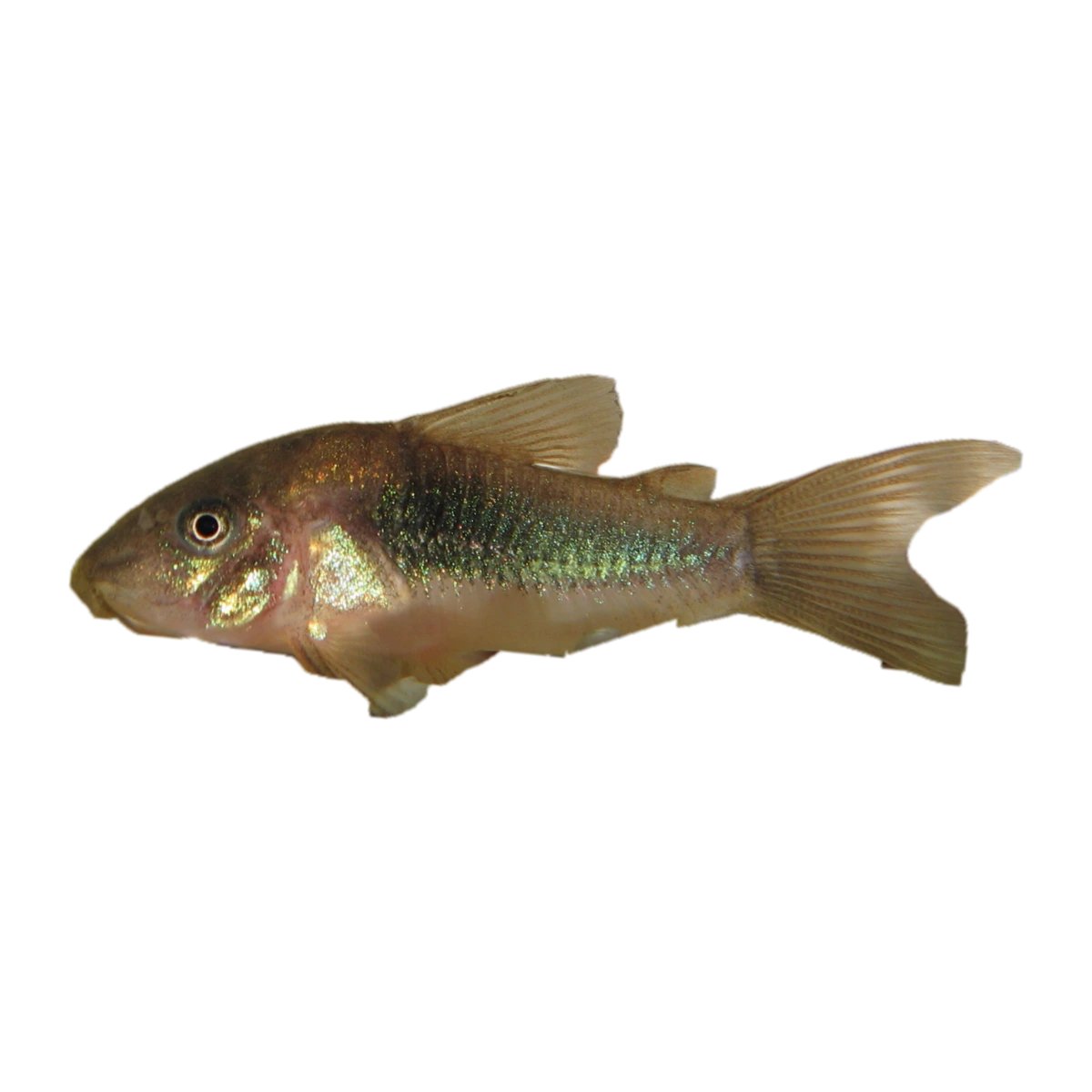 Long Fin Green Corydoras | Osteogaster aenea