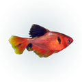 Long Fin Serpae Tetra | Hyphessobrycon eques