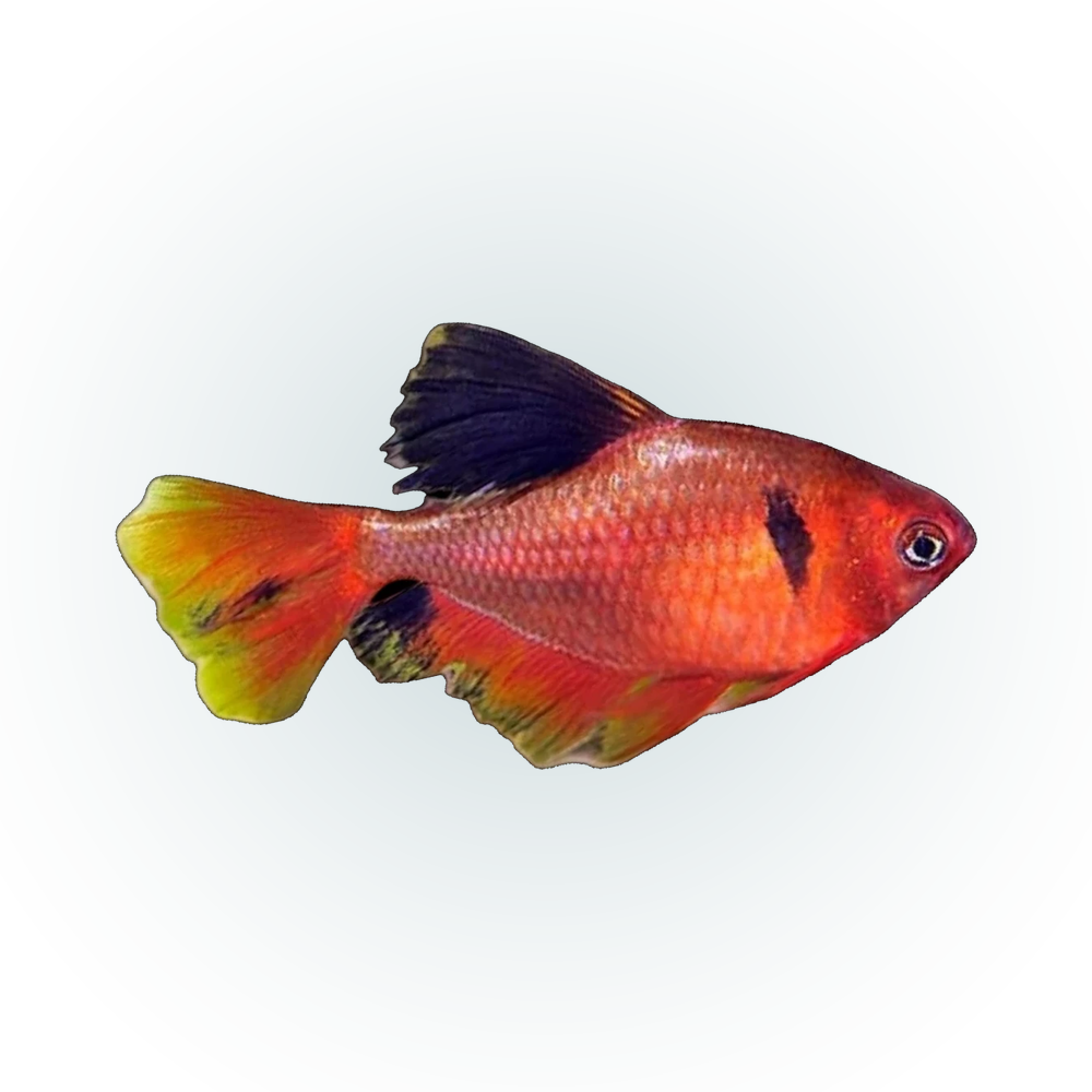 Long Fin Serpae Tetra | Hyphessobrycon eques