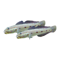 Long-finned Goby Pair | Valenciennea longipinnis