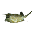 Long Horned Cowfish | Lactoria cornuta
