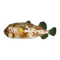 Long-Spine Porcupinefish | Diodon holocanthus
