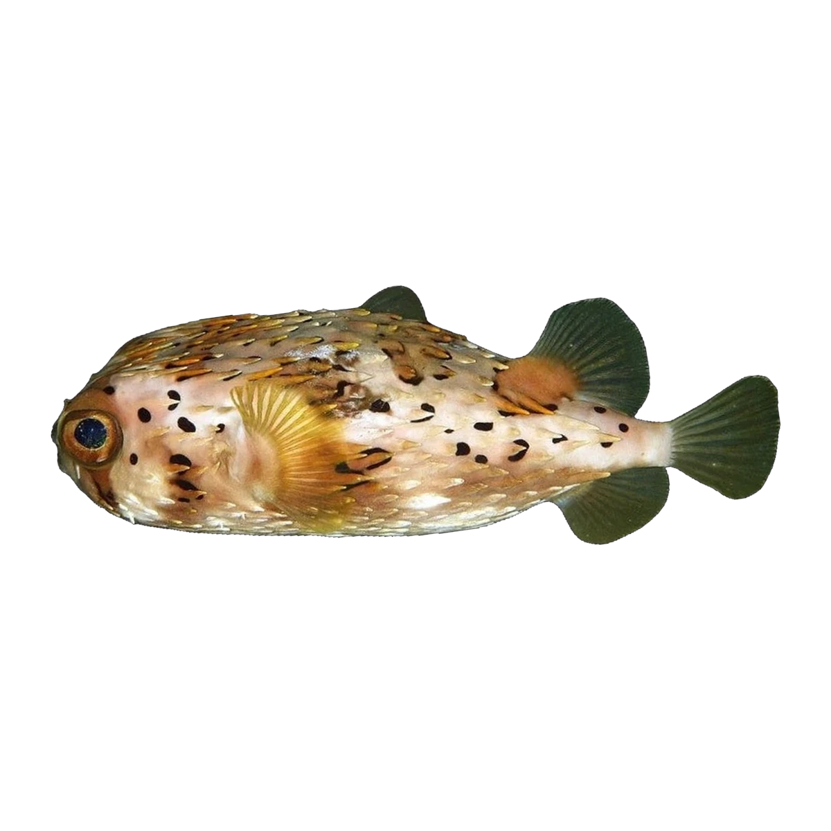 Long-Spine Porcupinefish | Diodon holocanthus