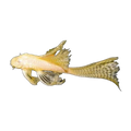 Longfin Albino Common Bristlenose | Ancistrus sp. 'Common'