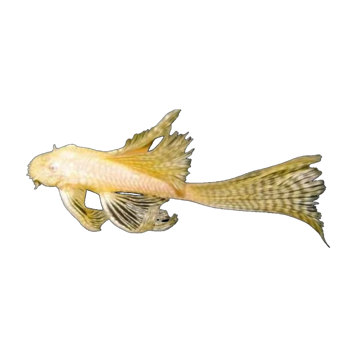 Longfin Albino Common Bristlenose | Ancistrus sp. 'Common'
