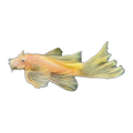Longfin Albino Super Red Bristlenose | Ancistrus sp. 'Super Red'