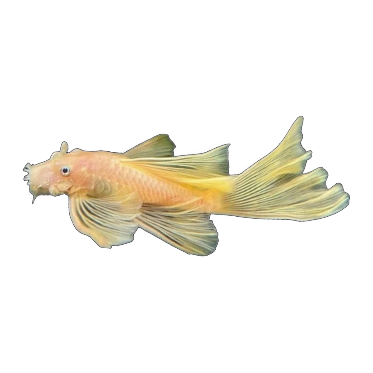 Longfin Albino Super Red Bristlenose | Ancistrus sp. 'Super Red'