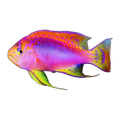 Longfin Anthias | Pseudanthias ventralis australis
