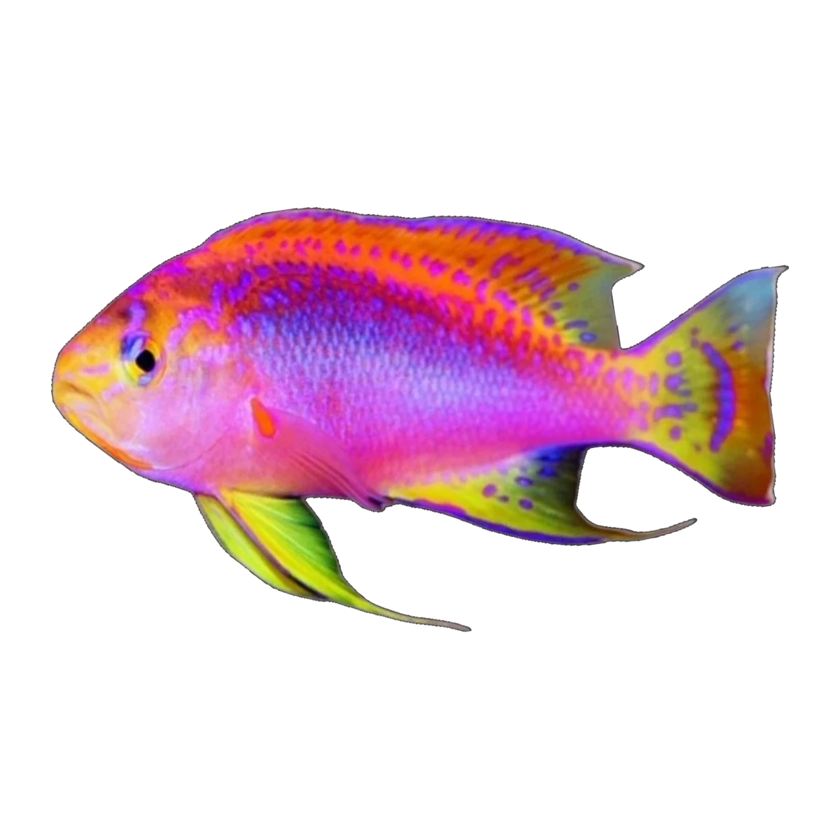 Longfin Anthias | Pseudanthias ventralis australis