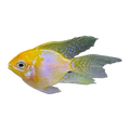Longfin Balloon Sunshine Gold Ram (Mikrogeophagus ramirezi), side profile facing right