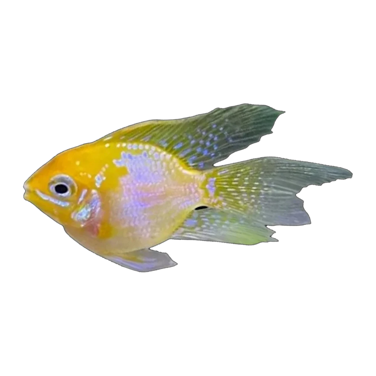 Longfin Balloon Sunshine Gold Ram (Mikrogeophagus ramirezi), side profile facing right