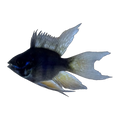 Longfin Black Balloon Ram