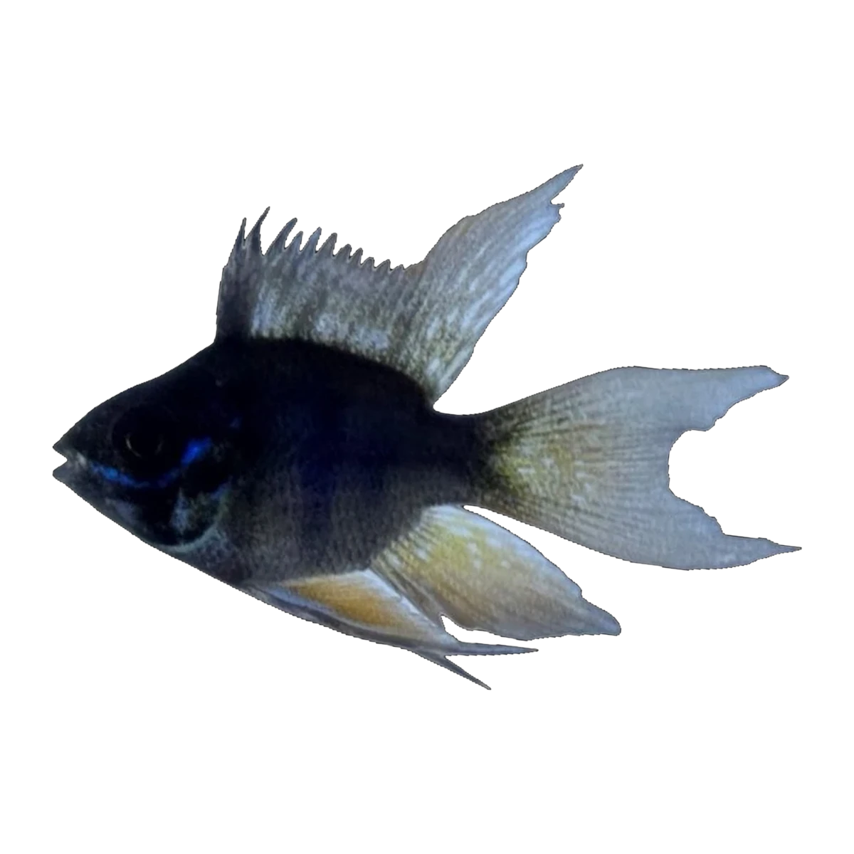 Longfin Black Balloon Ram