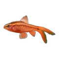 Longfin Cherry Barb
