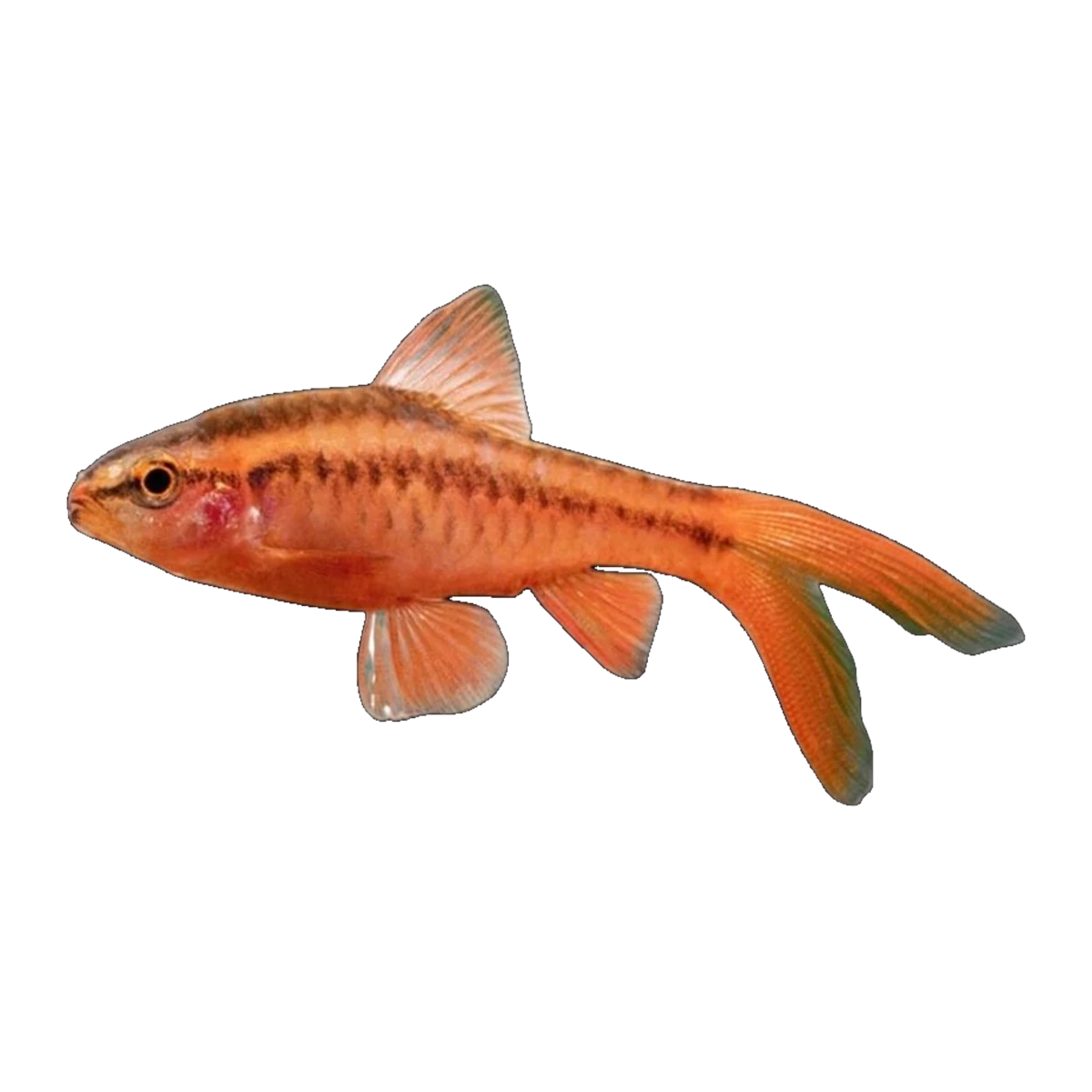 Longfin Cherry Barb