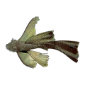 Longfin Common Bristlenose | Ancistrus sp. 'Common'