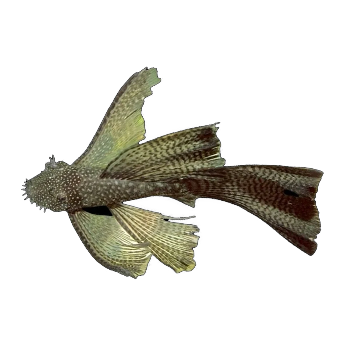 Longfin Common Bristlenose | Ancistrus sp. 'Common'