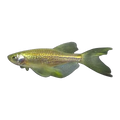 Longfin Gold Leopard Danio