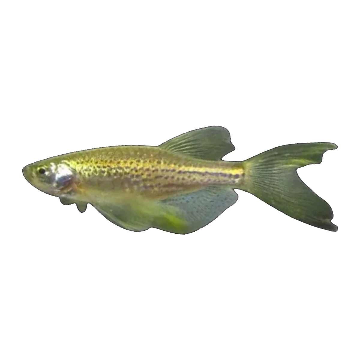 Longfin Gold Leopard Danio