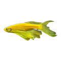 Longfin Gold Zebra Danio