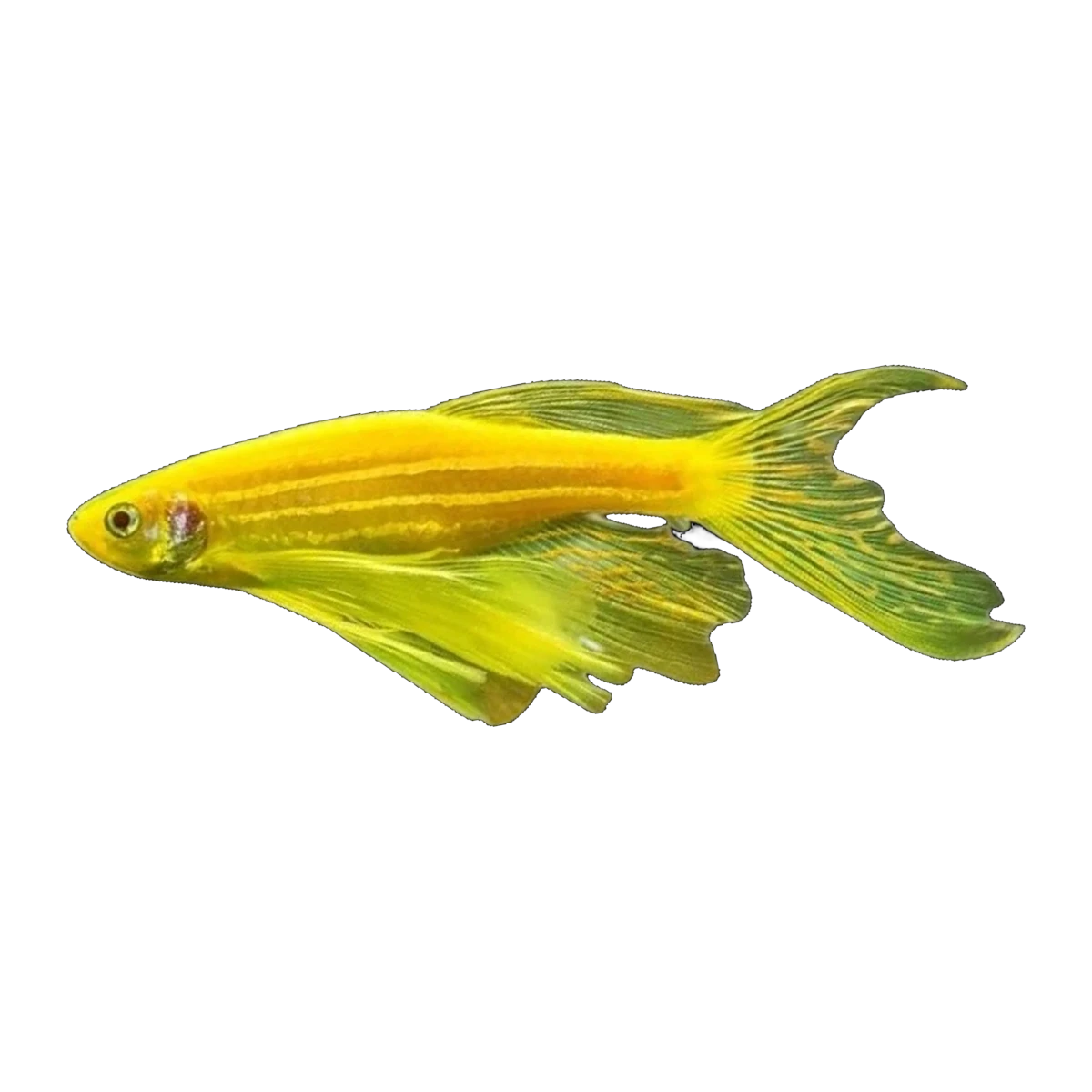 Longfin Gold Zebra Danio