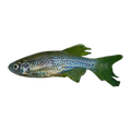 Longfin Leopard Danio