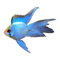 Longfin Neon Blue Balloon Ram (Mikrogeophagus ramirezi), side profile facing right