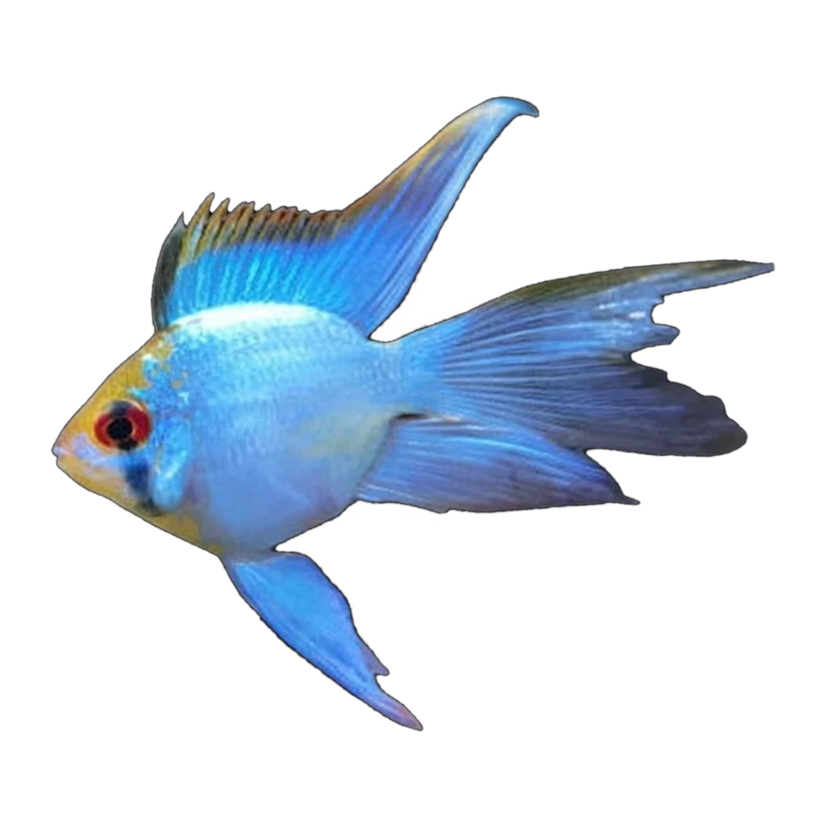Longfin Neon Blue Balloon Ram (Mikrogeophagus ramirezi), side profile facing right