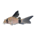 Longfin Panda Corydoras | Hoplisoma panda