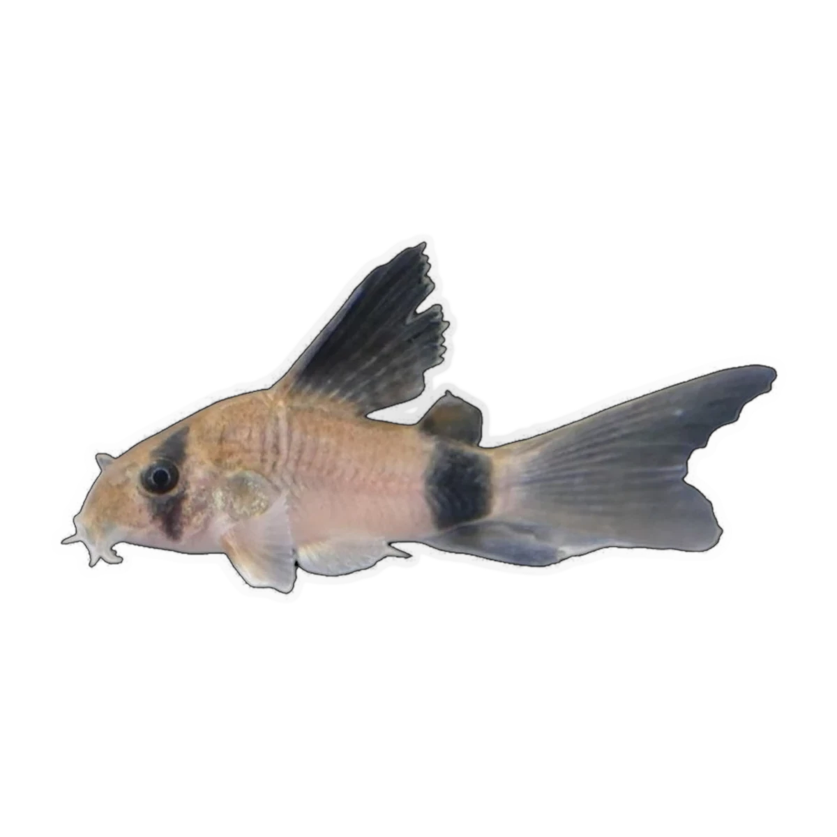 Longfin Panda Corydoras | Hoplisoma panda
