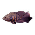Longfin Red Tiger Oscar (Astronotus ocellatus), side profile facing right