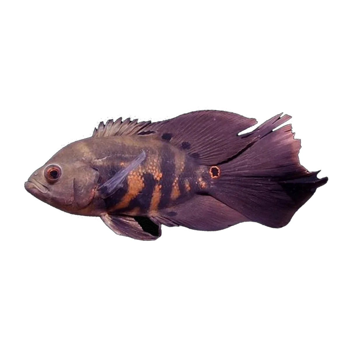Longfin Red Tiger Oscar (Astronotus ocellatus), side profile facing right