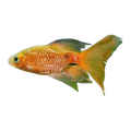 Longfin Rosy Barb