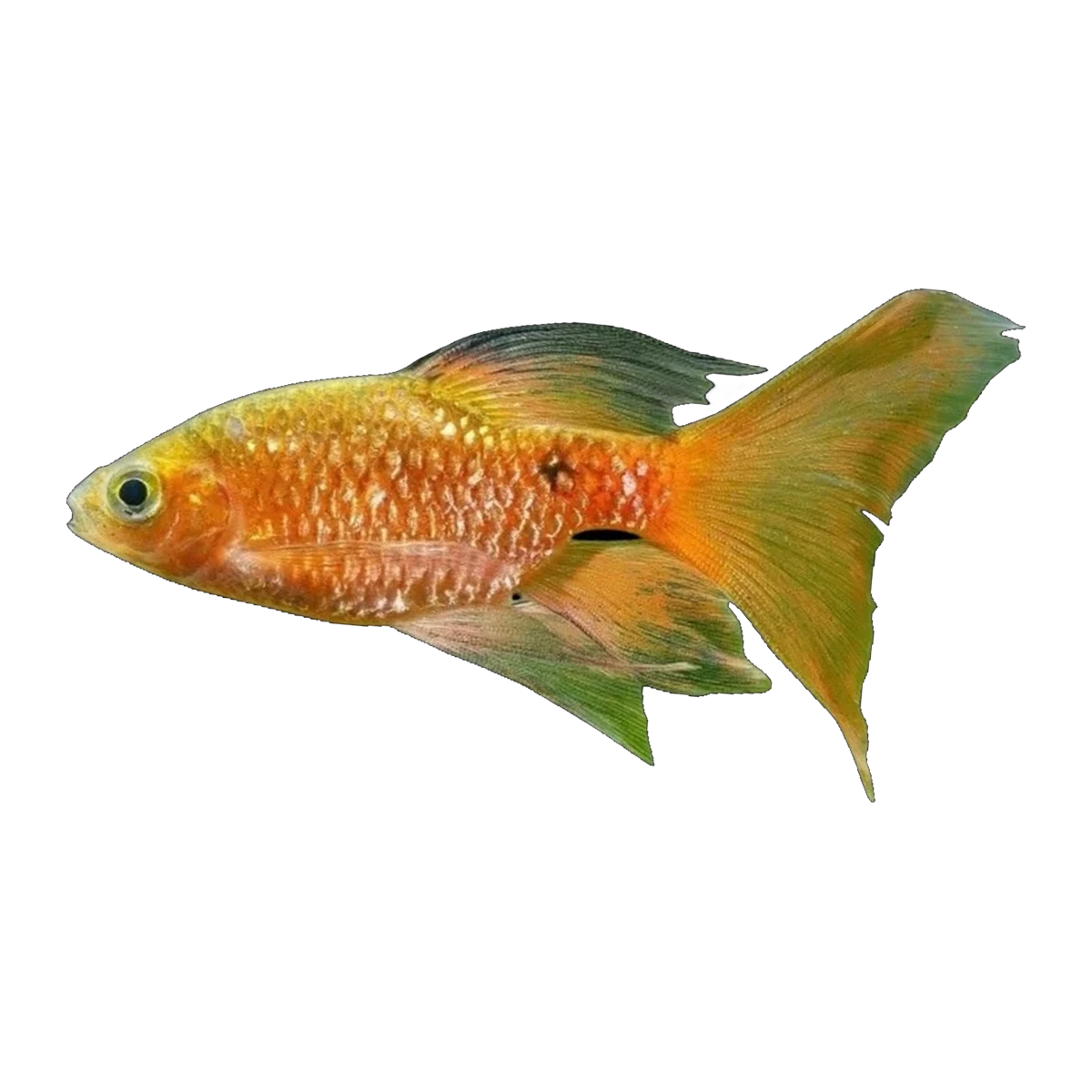 Longfin Rosy Barb