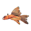Longfin Super Red Bristlenose | Ancistrus sp. 'Super Red'