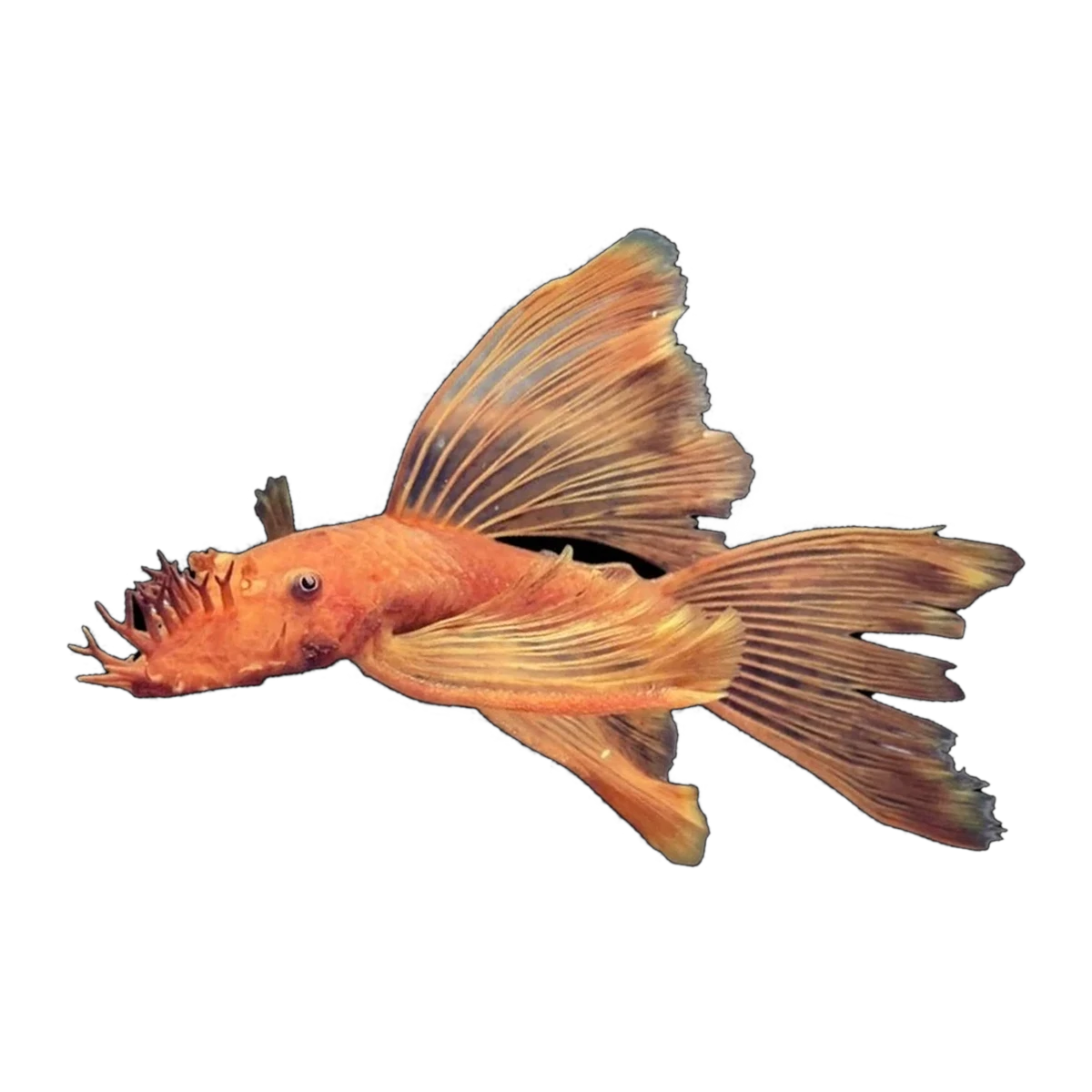 Longfin Super Red Bristlenose | Ancistrus sp. 'Super Red'