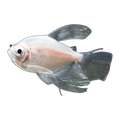 Longfin White Widow Tetra