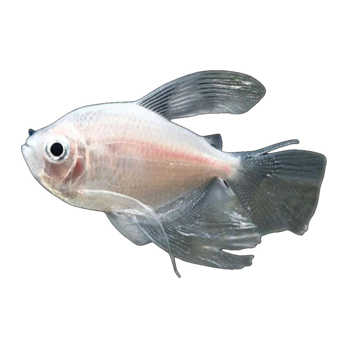Longfin White Widow Tetra