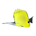 Longnose Butterfly Pair | Forcipiger longirostris