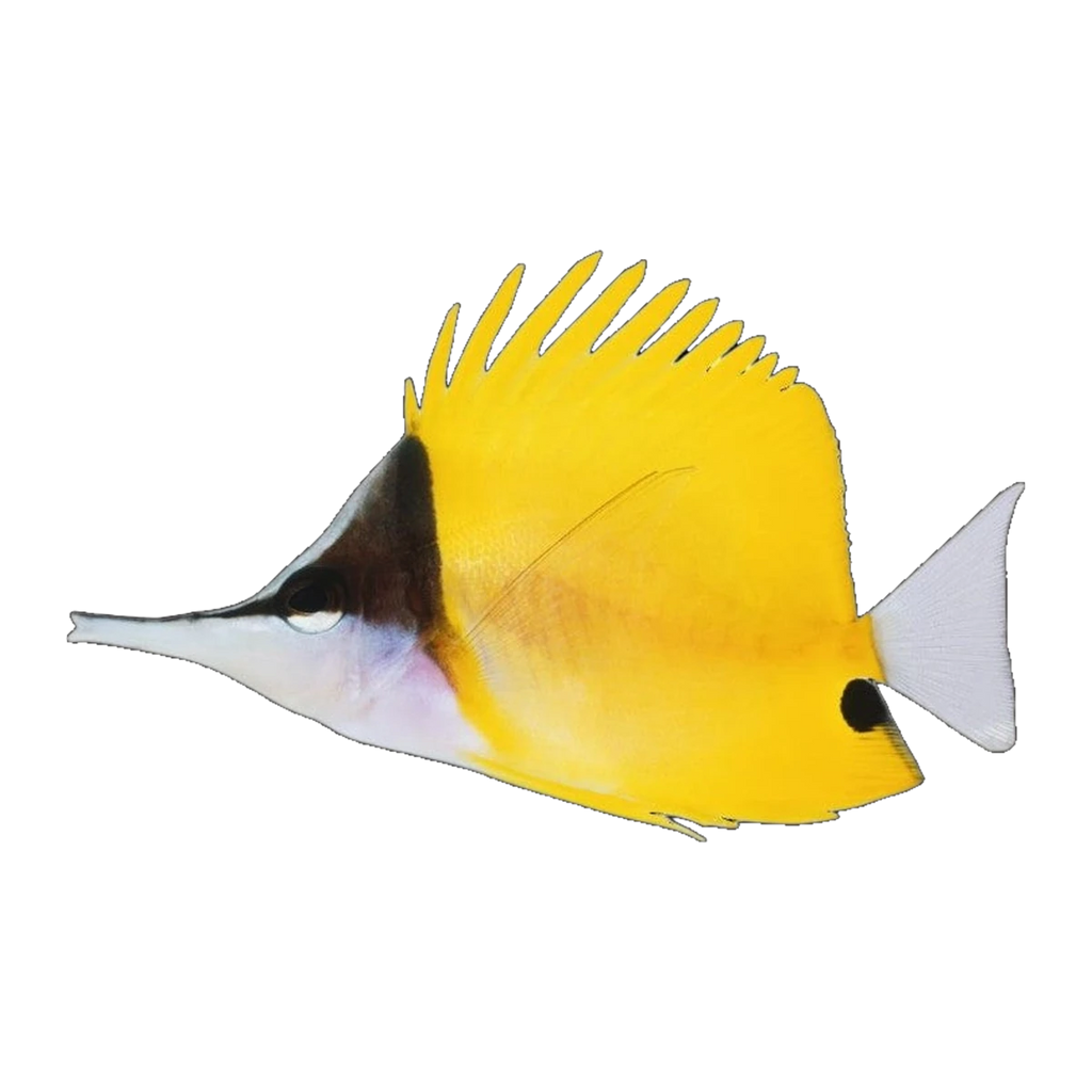 Longnose Butterflyfish | Forcipiger flavissimus