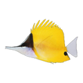 Longnose Butterflyfish | Forcipiger flavissimus