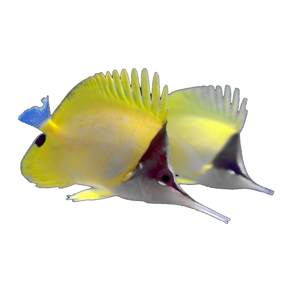 Longnose Butterflyfish | Forcipiger flavissimus