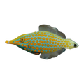 Longnose Harlequin Filefish | Oxymonacanthus longirostris