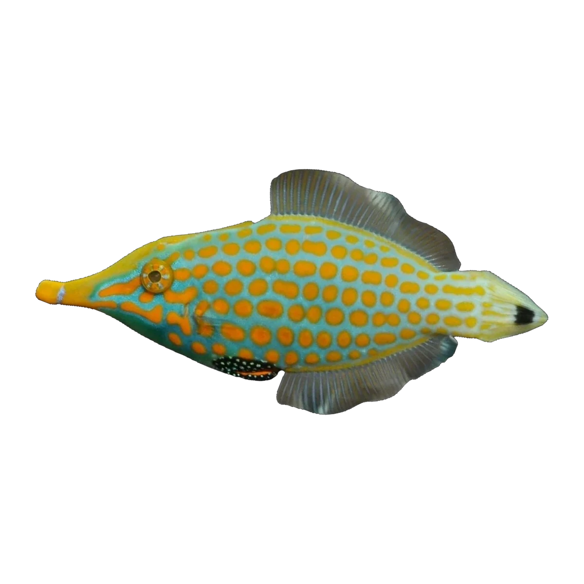Longnose Harlequin Filefish | Oxymonacanthus longirostris