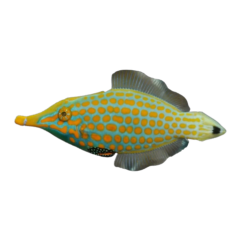 Longnose Harlequin Filefish | Oxymonacanthus longirostris