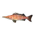 Longnose Hawkfish | Oxycirrhites typus