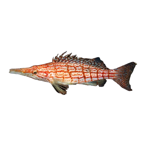 Longnose Hawkfish | Oxycirrhites typus