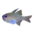 Longspine Cardinalfish | Zoramia leptacantha