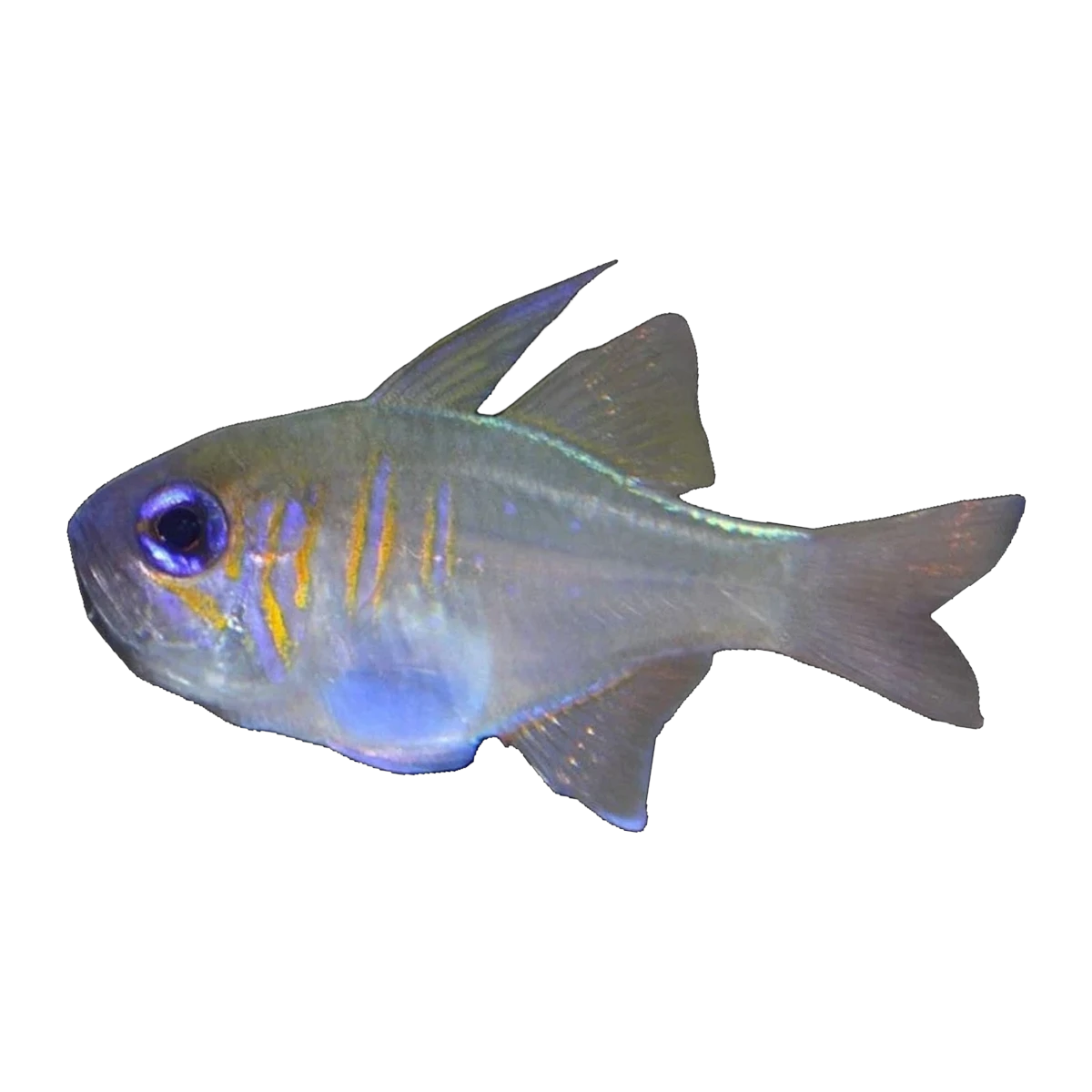 Longspine Cardinalfish | Zoramia leptacantha