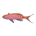 Loris Anthias | Pseudanthias lori